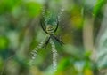 Signature Spider on the Web