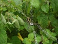 Signature Spider  Argiope anasuja in the web Royalty Free Stock Photo