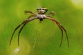 Signature spider, Argiope sp , Goa, INDIA