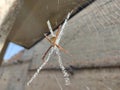 Signature spider in its web