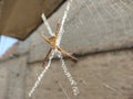 Signature spider in its web