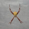 signature spider making a zigzag web Royalty Free Stock Photo
