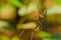 Signature spider on the web. This spider also known as the Writing Spider and the Garden Spider Royalty Free Stock Photo