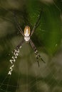 Signature Spider on web, Argiope aurantia, West Bengal Royalty Free Stock Photo