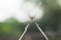 Signature spider in web