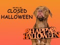 Signboard with the inscription We will be closed on Halloween Royalty Free Stock Photo