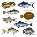 Trophy signboards with sea and river fish