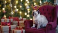 Siamese cat wearing reindeer antlers sitting on maroon chair with Christmas tree Royalty Free Stock Photo