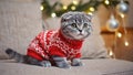 Scottish Fold kitten in red and white sweater sitting on beige sofa with Christmas decorations Royalty Free Stock Photo