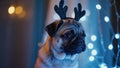 Pug wearing sparkly reindeer antlers with festive bokeh lights Royalty Free Stock Photo