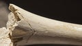 Cracked Ancient Bone Fragment. Archaeological Find. Fossil Close-Up On Dark Background. History And Paleontology Concept Royalty Free Stock Photo