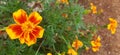 Signet Marigold flower Royalty Free Stock Photo