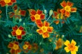 Signet Marigold flower Royalty Free Stock Photo