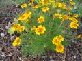 Signet marigold with flower heads in yellow and orange colours