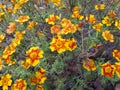 Signet marigold with flower heads in yellow and orange colours Royalty Free Stock Photo