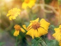 Signet marigold flower Royalty Free Stock Photo