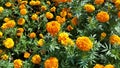 The Signet marigold plant