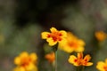 Signet marigold Tagetes tenuifolia Royalty Free Stock Photo