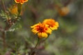Signet marigold Tagetes tenuifolia