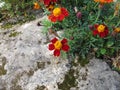 Signet marigold, Tagetes tenuifolia, with flowers