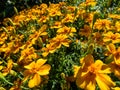 Signet Marigold (Tagetes tenuifolia) \'Luna Orange\' flowering with small, abundant richly colored blossoms