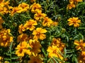 Signet Marigold (Tagetes tenuifolia) \'Luna Orange\' flowering with small blossoms which generously cover