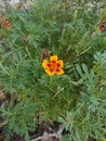 Signet Marigold Yellow Royalty Free Stock Photo