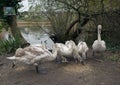 Signets eating Grains. Royalty Free Stock Photo