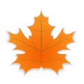 Signle Autumn leaf. Autumn maple leaf with shadow. Vector illustration
