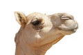 Camel head on a blank white or transparent backdrop, animal close-up.
