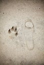 Signle human and animal imprint on sand