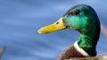 Signle Male mallard duck Anas platyrhynchos side profile in golden sun rays. green plumage of mating season and yellow beak