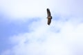 Signle vulture flying in the air under the clouds and blue sky on African safari