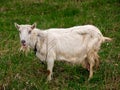 Signle white goat stand in green spring grass