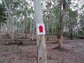 Signposts pointing the way in the eucalyptus garden