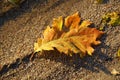 Signs of autumn. Fallen oak leaf on the sand of the beach. Royalty Free Stock Photo