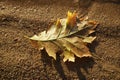 Signs of autumn. Fallen oak leaf on the sand of the beach. Royalty Free Stock Photo