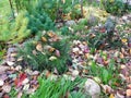 Signs of autumn in the flower bed