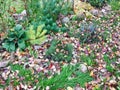 Signs of autumn in the flower bed