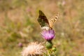 Signs of autumn. Old pale wounded butterfly dies its short life in September.