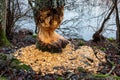 Signs of beaver activities by waters edge. Chewed tree with lots of wood chips. Royalty Free Stock Photo