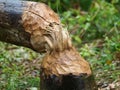 Tree felling by Beaver Royalty Free Stock Photo