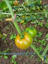 Signs of half-ripe tomatoes are orange Royalty Free Stock Photo