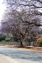 Signs on a jacaranda tree