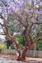 Signs on a jacaranda tree