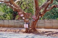 Signs on a jacaranda tree