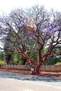 Signs on a jacaranda tree