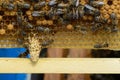 Signs of Roaring Bees. The birth of a new queen of bees. Royalty Free Stock Photo