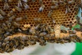 Signs of Roaring Bees. The birth of a new queen of bees. Royalty Free Stock Photo