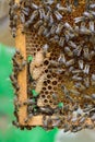 Signs of Roaring Bees. The birth of a new queen of bees. Royalty Free Stock Photo